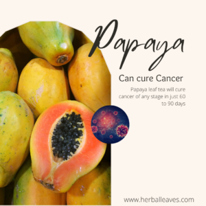 papaya leaf in cancer