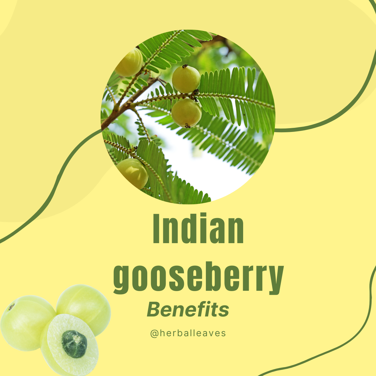 Indian gooseberry benefits - herbal leaves